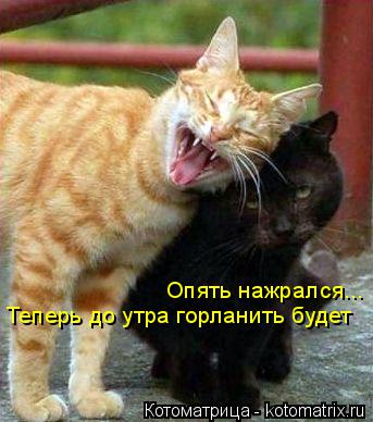 Котоматрица: Опять нажрался... Теперь до утра горланить будет