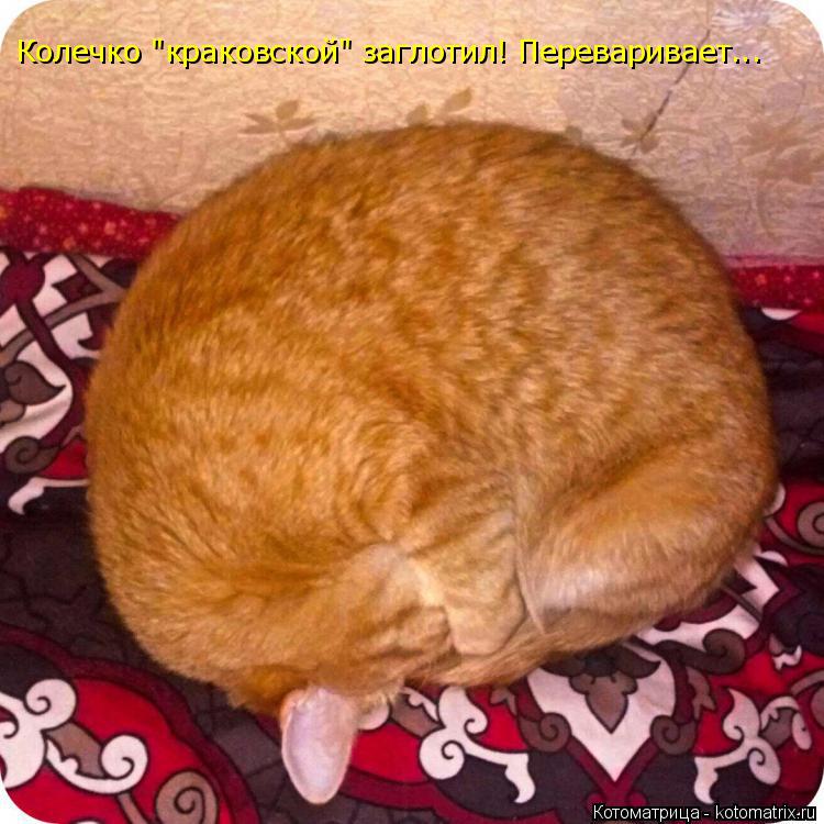 Котоматрица: Колечко "краковской" заглотил! Переваривает...