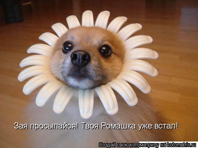 Котоматрица: Зая просыпайся! Твоя Ромашка уже встал!