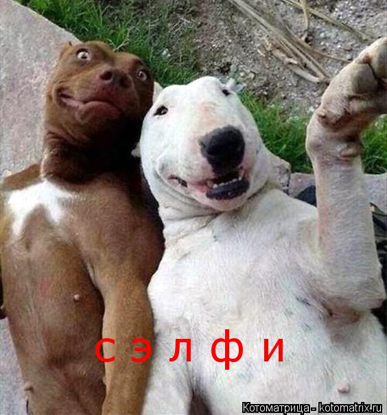 Котоматрица: с э л ф и