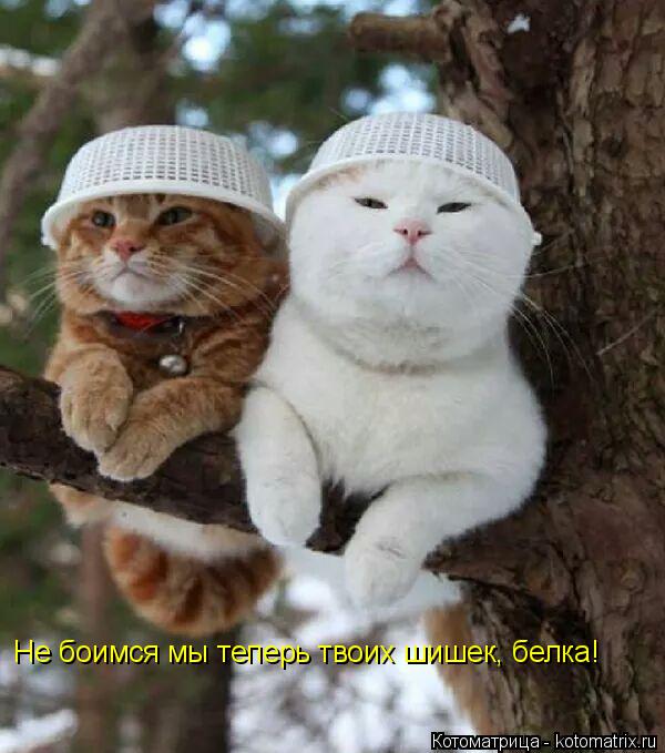 Не боимся мы теперь твоих шишек, белка!... Котоматрица: Не боимся мы теперь твоих шишек, белка!