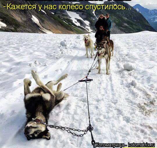 Котоматрица: Кажется у нас колесо спустилось... -