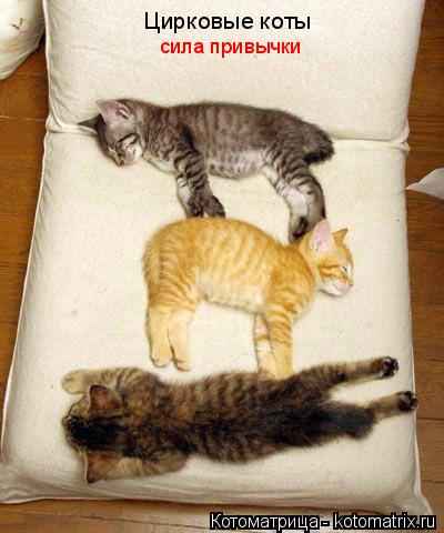Котоматрица: Цирковые коты  сила привычки