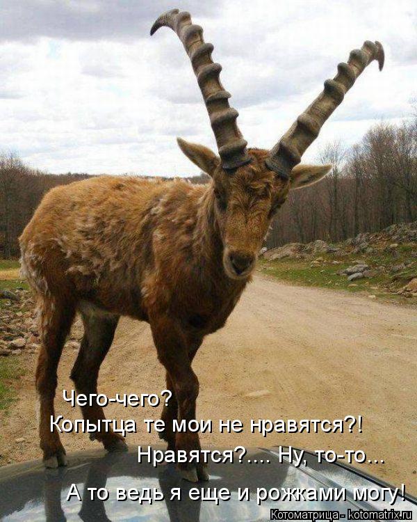 Котоматрица: Чего-чего? Копытца те мои не нравятся?! Нравятся?.... Ну, то-то... А то ведь я еще и рожками могу!