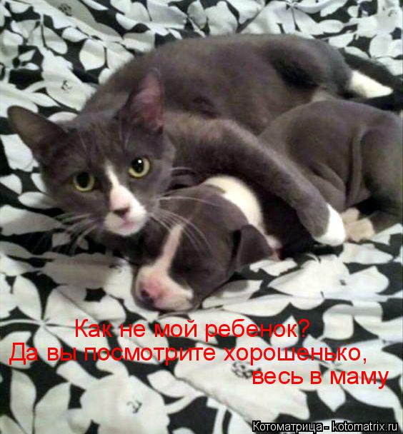 Котоматрица: Как не мой ребенок? Да вы посмотрите хорошенько,  весь в маму