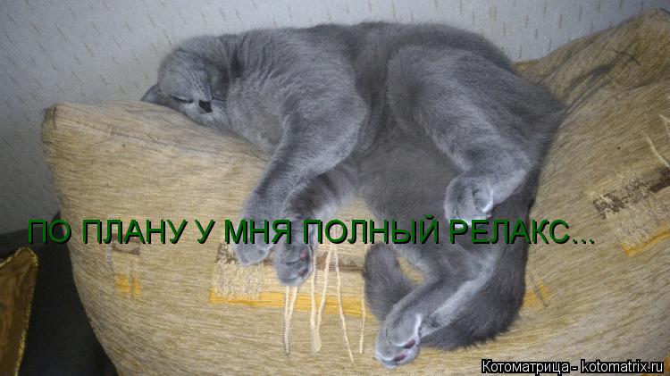 Котоматрица: ПО ПЛАНУ У МНЯ ПОЛНЫЙ РЕЛАКС...