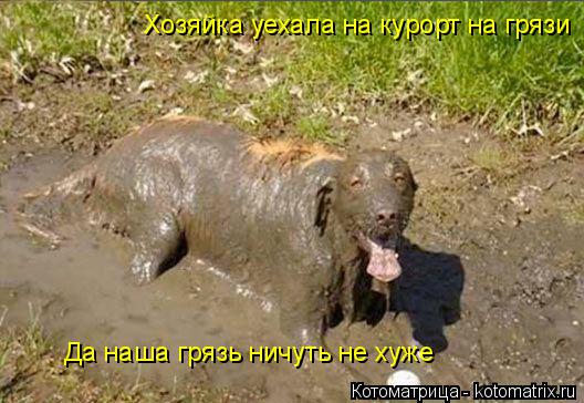 Котоматрица: Хозяйка уехала на курорт на грязи Да наша грязь ничуть не хуже