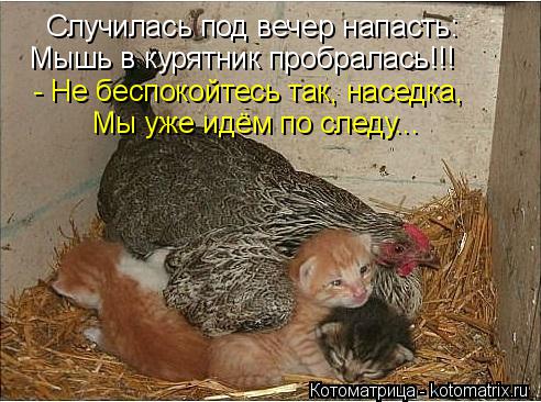 Котоматрица: Случилась под вечер напасть: Мышь в курятник пробралась!!! - Не беспокойтесь так, наседка, Мы уже идём по следу...