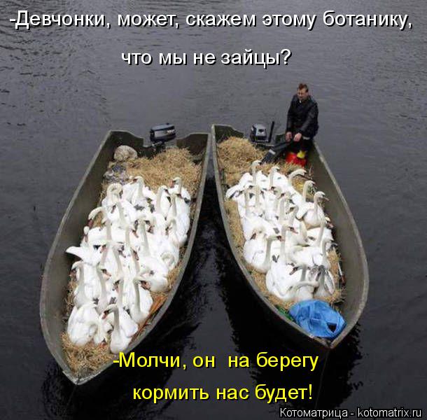 Котоматрица: -Девчонки, может, скажем этому ботанику,  что мы не зайцы? кормить нас будет! -Молчи, он  на берегу