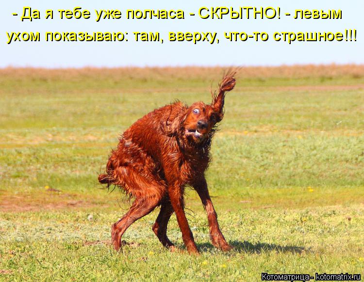 Котоматрица: - Да я тебе уже полчаса - СКРЫТНО! - левым  ухом показываю: там, вверху, что-то страшное!!!