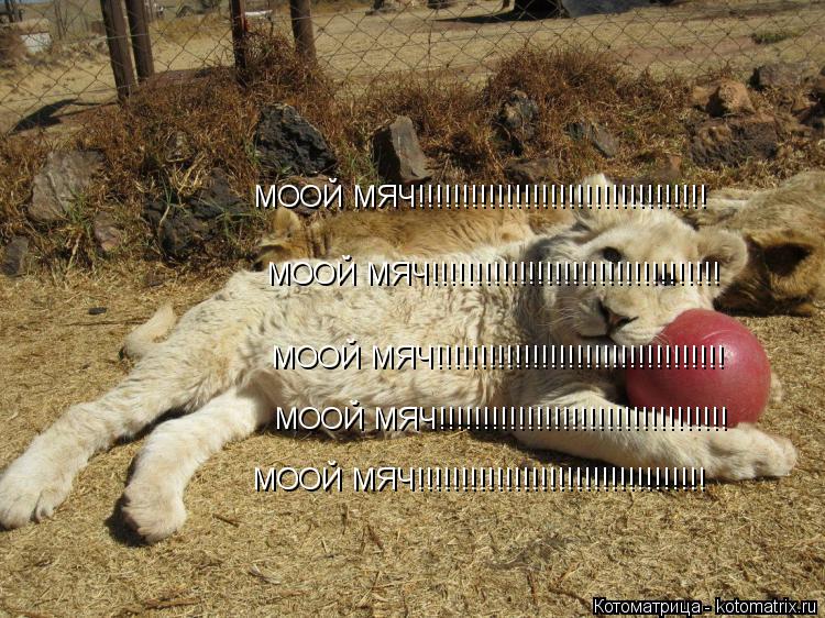 Котоматрица: МООЙ МЯЧ!!!!!!!!!!!!!!!!!!!!!!!!!!!!!!!!! МООЙ МЯЧ!!!!!!!!!!!!!!!!!!!!!!!!!!!!!!!!! МООЙ МЯЧ!!!!!!!!!!!!!!!!!!!!!!!!!!!!!!!!! МООЙ МЯЧ!!!!!!!!!!!!!!!!!!!!!!!!!!!!!!!!! МООЙ МЯЧ!!!!!!!!!!!!!!!!!!!!!!!!!!!!!!!!!
