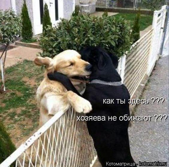 Котоматрица: как ты здесь ??? хозяева не обижают ???