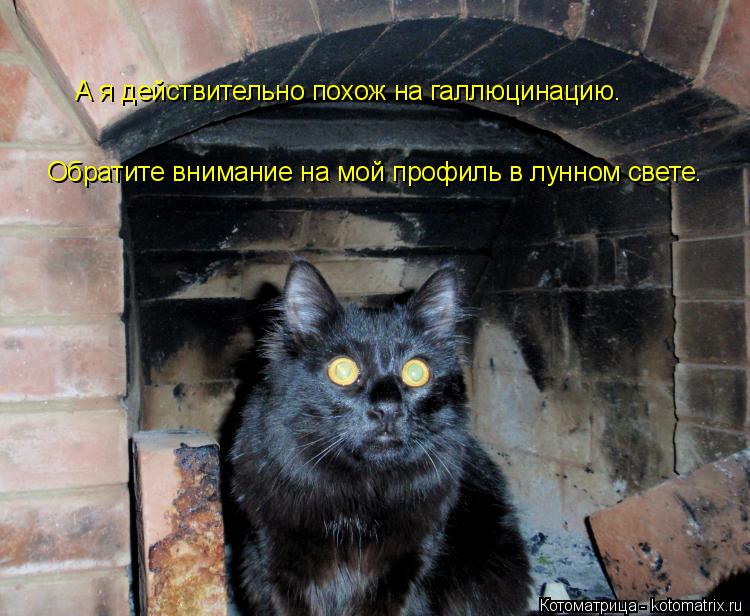 Котоматрица: А я действительно похож на галлюцинацию. Обратите внимание на мой профиль в лунном свете.