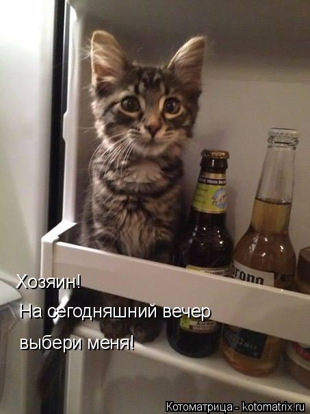 Котоматрица: Хозяин!  На сегодняшний вечер  выбери меня!