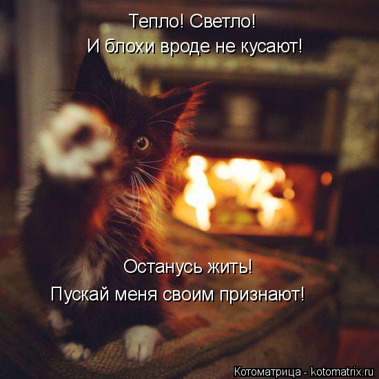 Котоматрица: Тепло! Светло! И блохи вроде не кусают! Останусь жить! Пускай меня своим признают!