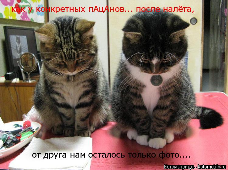 Котоматрица: как у конкретных пАцАнов... после налёта, от друга нам осталось только фото....