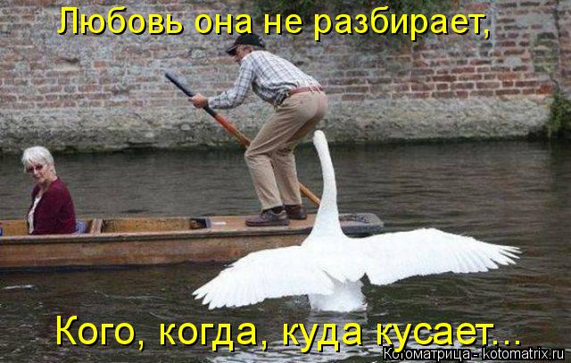 Котоматрица: Любовь она не разбирает, Кого, когда, куда кусает...