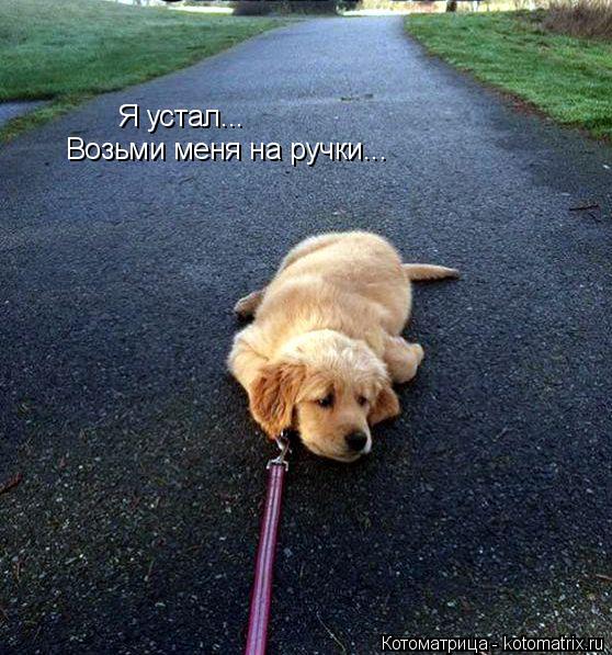 Котоматрица: Я устал... Возьми меня на ручки...
