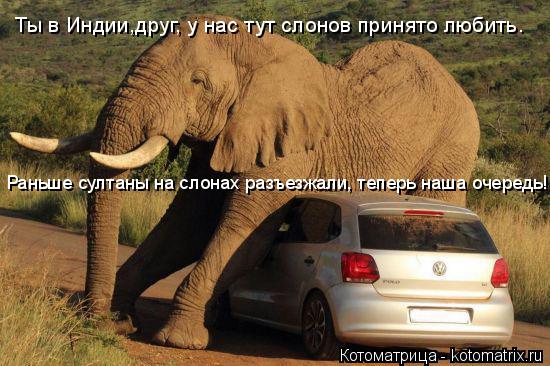 Котоматрица: Ты в Индии,друг, у нас тут слонов принято любить. Раньше султаны на слонах разъезжали, теперь наша очередь!