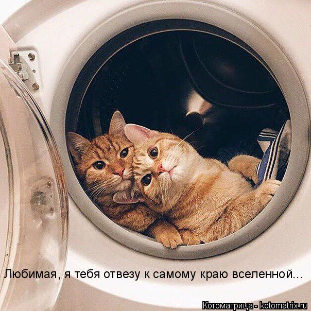 Котоматрица: Любимая, я тебя отвезу к самому краю вселенной...