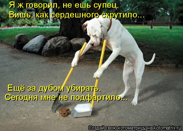 Котоматрица: Я ж говорил, не ешь супец. Вишь, как сердешного скрутило... Ещё за дубом убирать. Сегодня мне не подфартило...