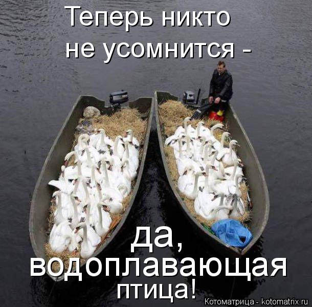 Котоматрица: птица! водоплавающая   не усомнится - Теперь никто  да,
