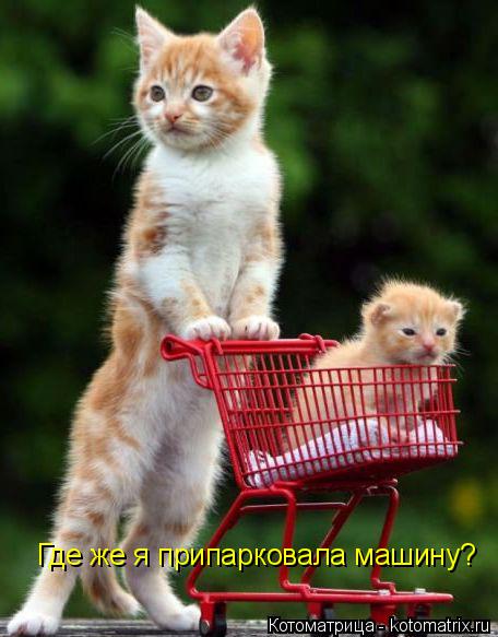 Котоматрица: Где же я припарковала машину?