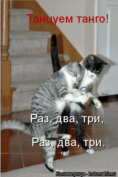 Котоматрица: Танцуем танго! Раз, два, три,  Раз, два, три.