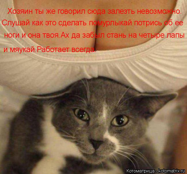 Котоматрица: Хозяин ты же говорил сюда залезть невозможно. Хозяин ты же говорил сюда залезть невозможно. Слушай как это сделать помурлыкай потрись об ее