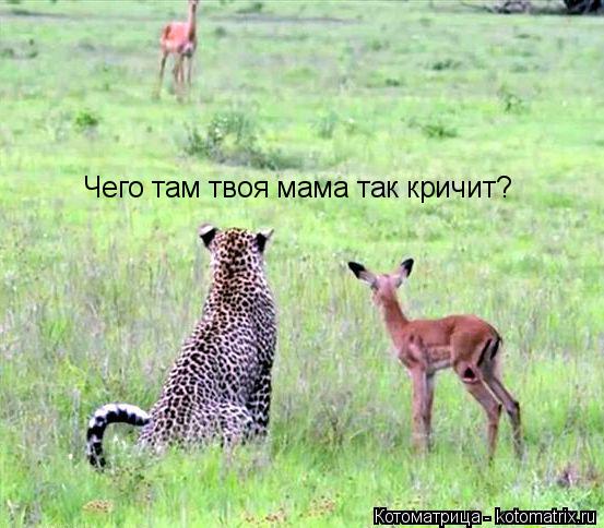 Котоматрица: Чего там твоя мама так кричит?