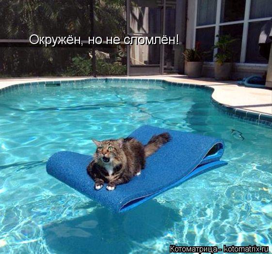 Котоматрица: Окружён, но не сломлён!