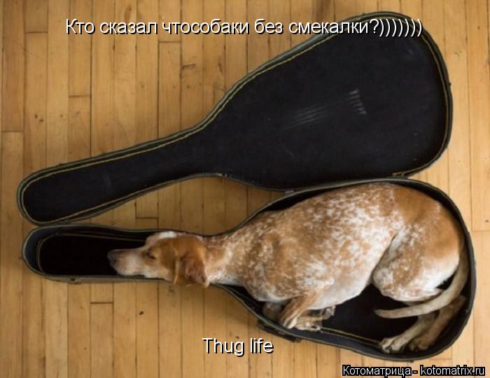 Котоматрица: Кто сказал чтособаки без смекалки?))))))) Thug life