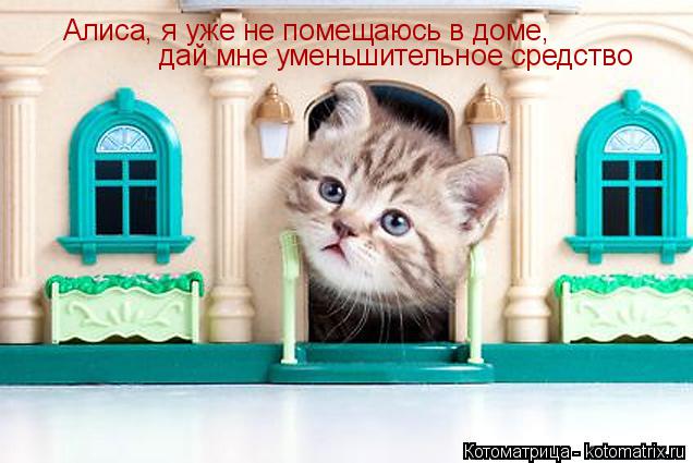Котоматрица: Алиса, я уже не помещаюсь в доме,  дай мне уменьшительное средство