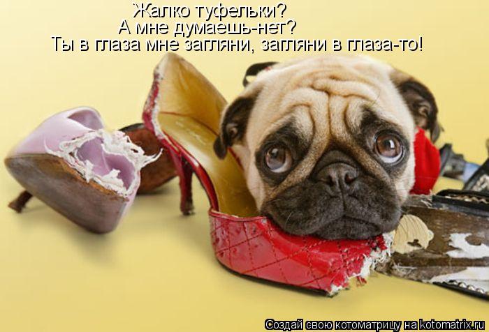 Жалко туфельки? А мне думаешь-нет? Ты в глаза мне загляни, загляни в глаза-то!... Котоматрица: Жалко туфельки? А мне думаешь-нет? Ты в глаза мне загляни, загляни в глаза-то!