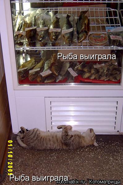 Котоматрица: Рыба выиграла Рыба выиграла Рыба выиграла