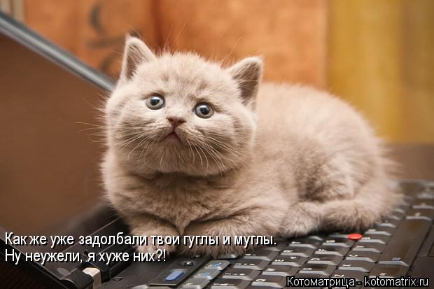 Котоматрица: Как же уже задолбали твои гуглы и муглы. Ну неужели, я хуже них?!