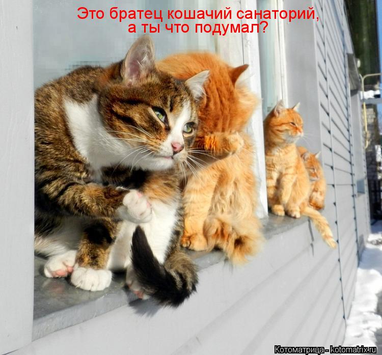 Котоматрица: Это братец кошачий санаторий, а ты что подумал?