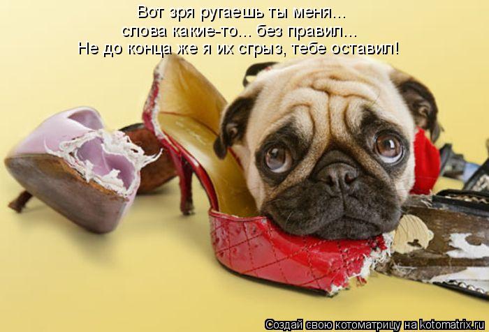 Вот зря ругаешь ты меня... слова какие-то... без правил... Не до конца же я их сгрыз, тебе оставил!... Котоматрица: Вот зря ругаешь ты меня... слова какие-то... без правил... Не до конца же я их сгрыз, тебе оставил!