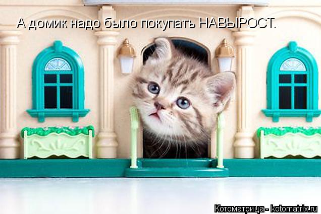 Котоматрица: А домик надо было покупать НАВЫРОСТ.