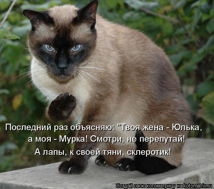 Последний раз объясняю: "Твоя жена - Юлька, а моя - Мурка! Смотри, не перепутай! А лапы, к своей тян... Котоматрица: Последний раз объясняю: "Твоя жена - Юлька, а моя - Мурка! Смотри, не перепутай! А лапы, к своей тяни, склеротик!