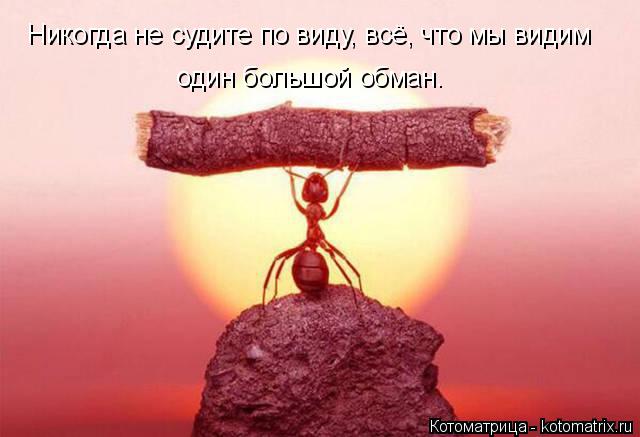 Котоматрица: Никогда не судите по виду, всё, что мы видим один большой обман.