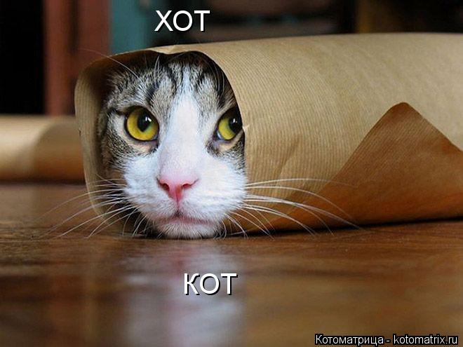 Котоматрица: ХОТ КОТ