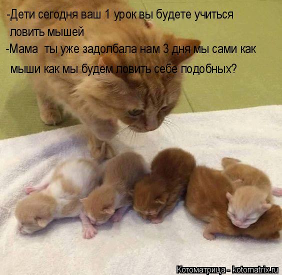 Котоматрица: -Дети сегодня ваш 1 урок вы будете учиться  ловить мышей -Мама  ты уже задолбала нам 3 дня мы сами как мыши как мы будем ловить себе подобных?
