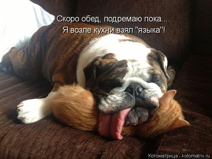 Котоматрица: Я возле кухни взял "языка"! Скоро обед, подремаю пока....