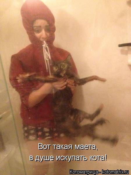 Котоматрица: в душе искупать кота! Вот такая маета,