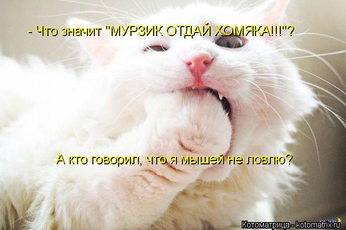 - Что значит "МУРЗИК ОТДАЙ ХОМЯКА!!!"? А кто говорил, что я мышей не ловлю?... Котоматрица: - Что значит "МУРЗИК ОТДАЙ ХОМЯКА!!!"? А кто говорил, что я мышей не ловлю?