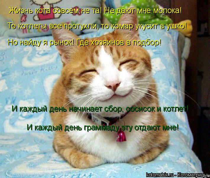 Жизнь кота совсем не та! Не дают мне молока! То котлеты все протухли, то комар укусит в ушко! Но найд... Котоматрица: Жизнь кота совсем не та! Не дают мне молока! То котлеты все протухли, то комар укусит в ушко! Но найду я рынок! Где хозяинов в подбор! И каждый