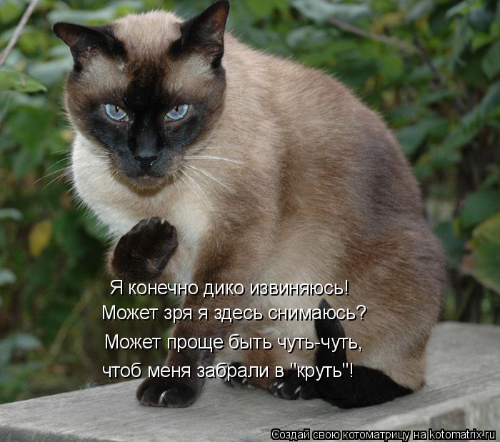 Котоматрица: Может зря я здесь снимаюсь? чтоб меня забрали в "круть"! Может проще быть чуть-чуть, Я конечно дико извиняюсь!