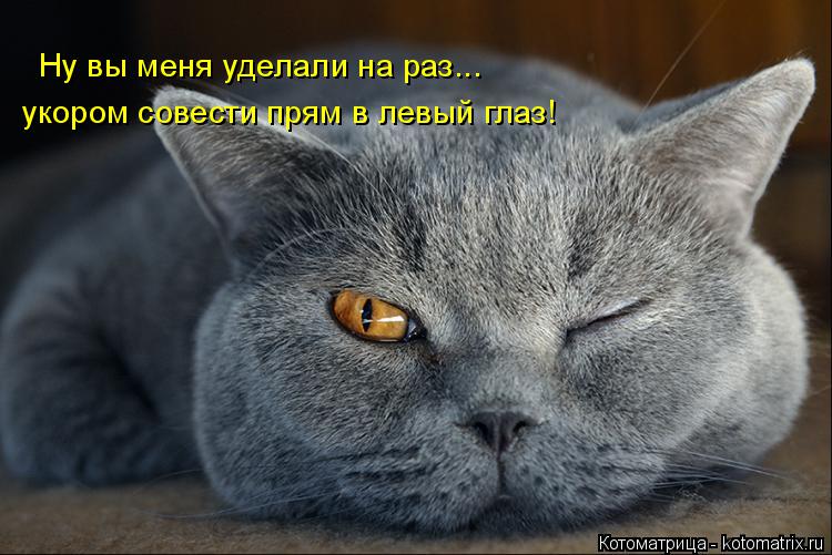 Ну вы меня уделали на раз... укором совести прям в левый глаз!... Котоматрица: Ну вы меня уделали на раз... укором совести прям в левый глаз!