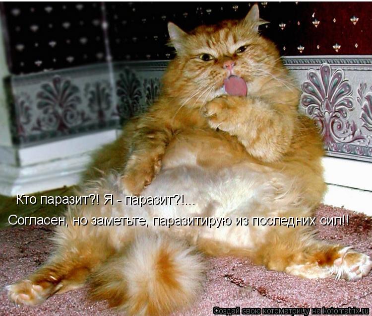 Кто паразит?! Я - паразит?!... Согласен, но заметьте, паразитирую из последних сил!!... Котоматрица: Кто паразит?! Я - паразит?!... Согласен, но заметьте, паразитирую из последних сил!!
